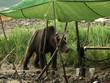 Bär inspiziert unser Camp wildlife Katmai/Alaska