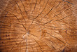 Albero tagliato