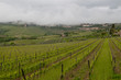 Vigne Toscane