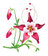Vektor: Red columbine Flower Red columbine Flower