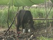Bär inspiziert unser Camp wildlife Katmai/Alaska