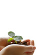 Sprout of the plant in the hand