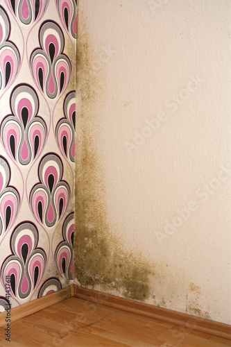 Photo: Schimmelbefall Schimmelbefall