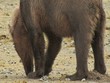 Bär gräbt nach Muscheln wildlife Alaska/Katmai