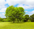 Tree on Springtime
