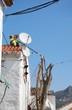 Hombre talando árbol