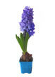 Hyacinths Hyacinths