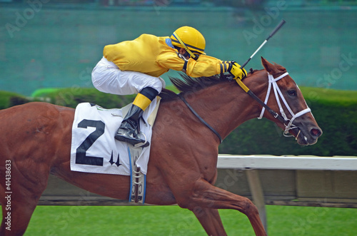 Photo: Horse and Rider Horse and Rider