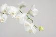 Foto: Orchid branch Orchid branch