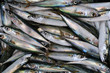 Fresh bluefin tuna fish background