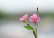 赤花夕化粧の花　Oenothera rosea
