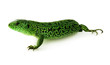 Photo: Lizard Lizard