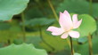 lotus flower