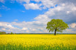 Rapsfeld