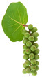 A fényképek részletei grappe de raisin de mer, Coccoloba uvifera