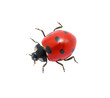 Ladybug on  white