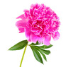 Details der Fotografie pink peony flower