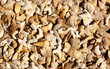 fossil of shark teeth and real ones fossil of shark teeth and real ones