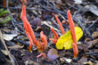 Orange clavaria fungi, Tarkine rainforest, Tasmania, Australia