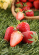 canvas print picture - strawberry