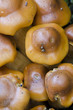 Fungal cluster closeup, Tarkine rainforest, Tasmania Fungal cluster closeup, Tarkine rainforest, Tasmania