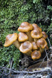 Fungal cluster, Tarkine rainforest, Tasmania, Australia Fungal cluster, Tarkine rainforest, Tasmania, Australia