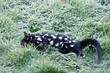 Dead Eastern Quoll lying on frosty grass. Tasmania, Australia