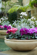Cyclamen plants in beautiful earthenware pots in garden room Cyclamen plants in beautiful earthenware pots in garden room