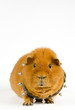 Bosspig (Hochformat)