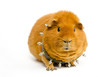 soft Bullpig soft Bullpig