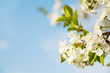 blossom apple tree