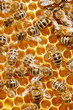 Macro of working bee on honeycells. Macro of working bee on honeycells.