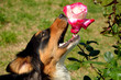 Dog eat the rose