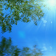 Olive leaves on blue sky background Olive leaves on blue sky background