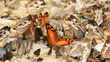 butterfly group