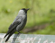 Jackdaw