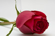 rosa roja