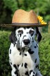 Dalmatiner Hund mit Strohhut und Sonnenblume