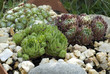 Hauswurz, Dachwurz, Sempervivum