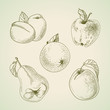 Set of vector vintage fruit, stylized drawing hands