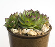 Hauswurz, Sempervivum tectorum
