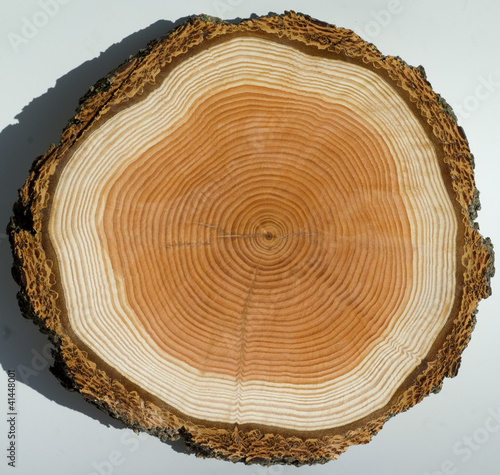 Foto: Jahresringe, Holzscheibe Jahresringe, Holzscheibe