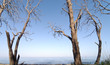 Arbres morts sur côte corse Arbres morts sur côte corse