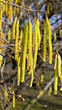 Blüten eines Hasel im Frühjahr. Allergie