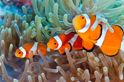 Photo: Clownfish Clownfish