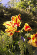 Tulipes perroquet
