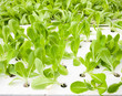 Green hydrophonic