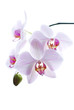 Snow white orchids isolated background
