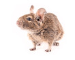 Young degu isolated (4 months)
