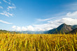 Rice terraces in the mountains Rice terraces in the mountains